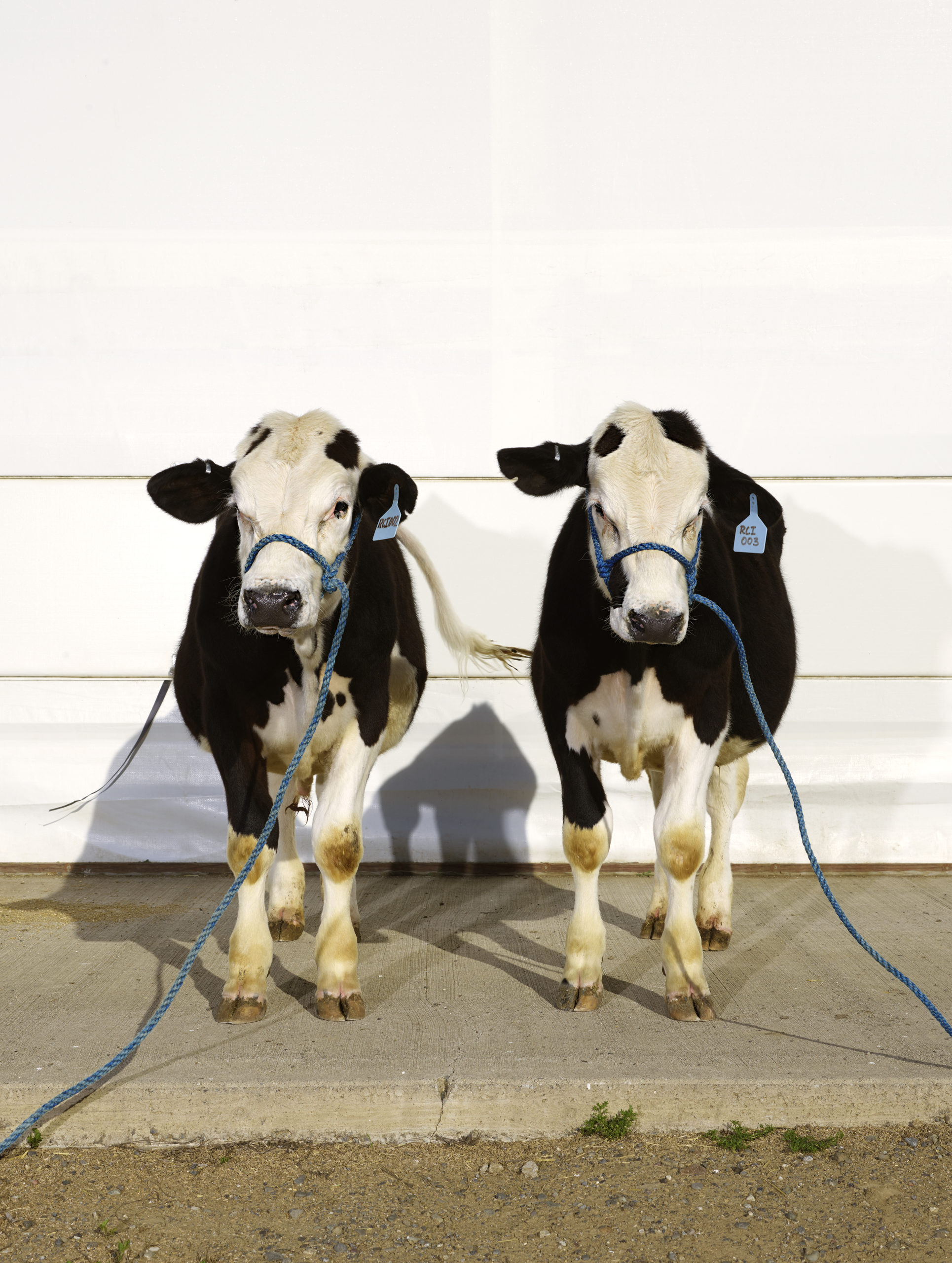 Bulls Without Horns